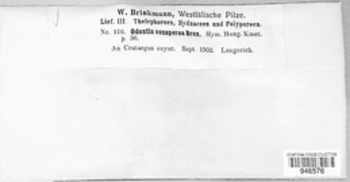Scopuloides image